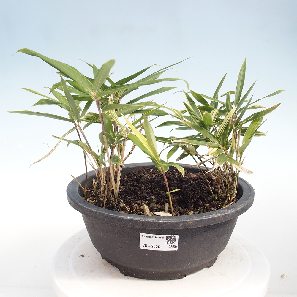 Kültéri bonsai - Sasaella masamuneana Albostriata - Bambusz
