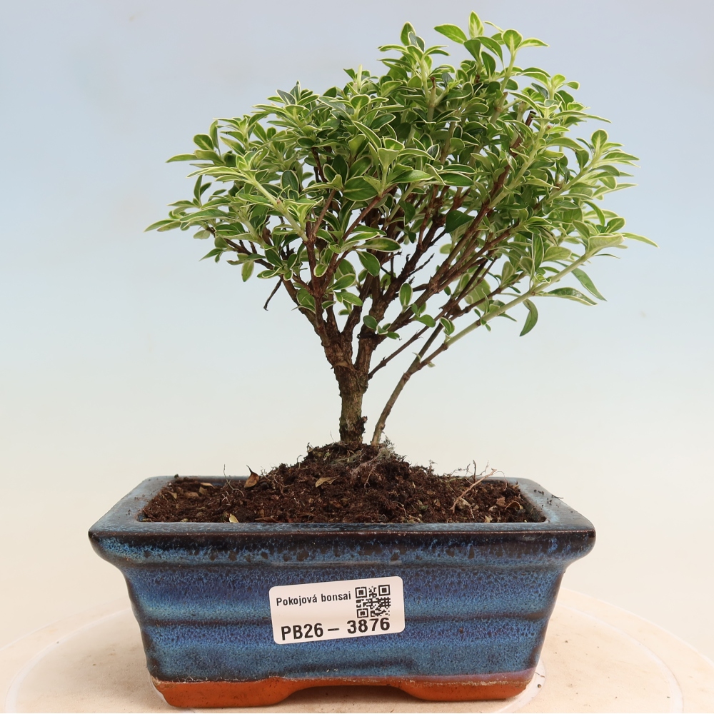 Szobai bonsai - Serissa foetida Variegata - Az ezer csillag fája