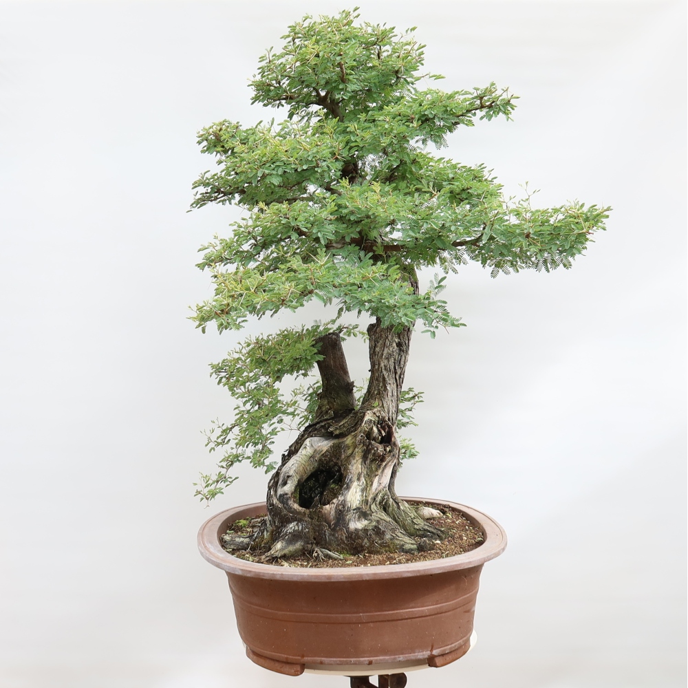 Szobai bonsai - Acacias Arabica
