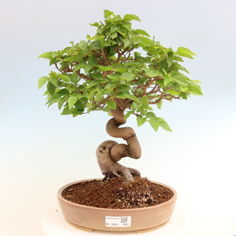 Kültéri bonsai -Carpinus Coreana - Koreai gyertyánfa