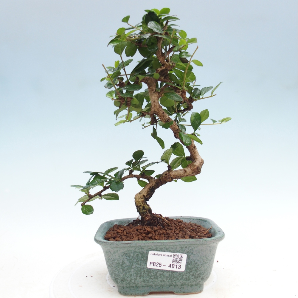 Szobai bonsai - Carmona macrophylla - Tea fuki