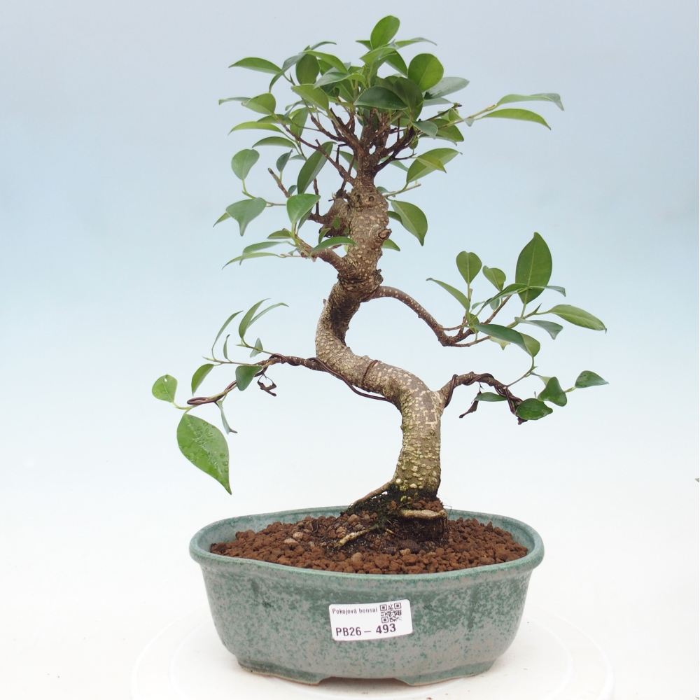 Szobai bonsai - Ficus retusa - kislevelű fikusz