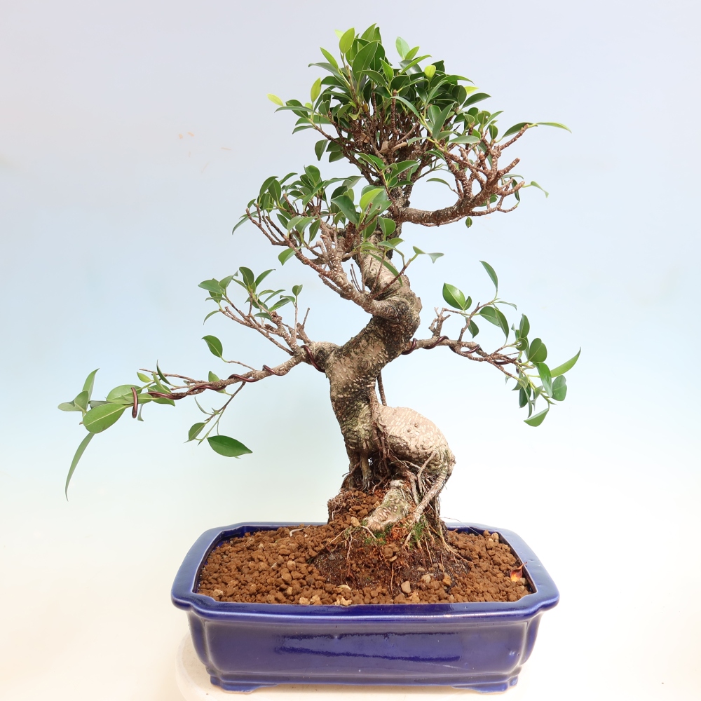 Szobai bonsai - Ficus kimmen - kislevelű fikusz