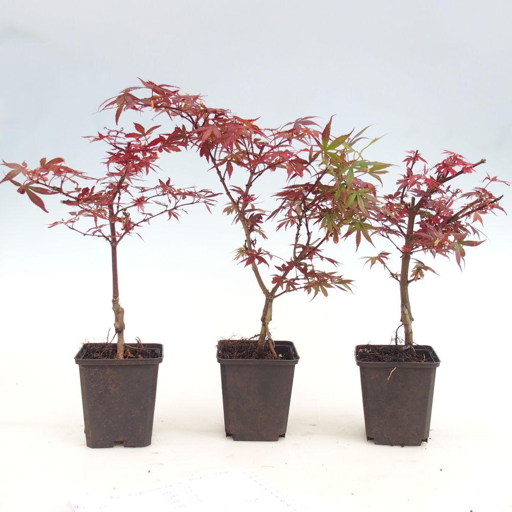 Kültéri bonsai - Acer palmatum Berry Broom konténerben