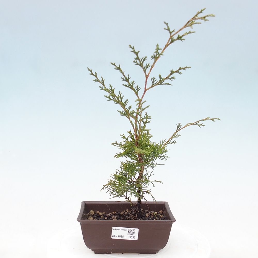 Kültéri bonsai - Juniperus chinensis Itoigawa