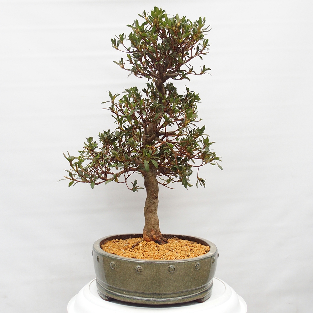 Kültéri bonsai - japán azálea - Azálea CHIHIRO