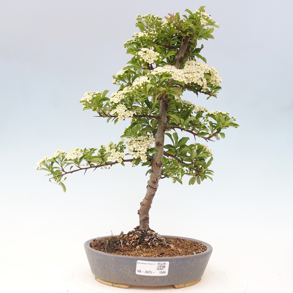 Kültéri bonsai-Pyracantha Teton - Hlox