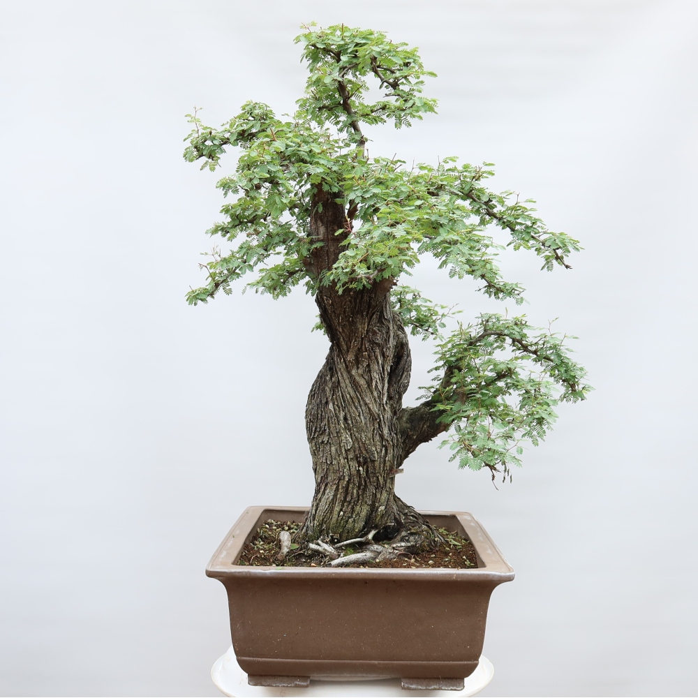 Szobai bonsai - Acacias Arabica