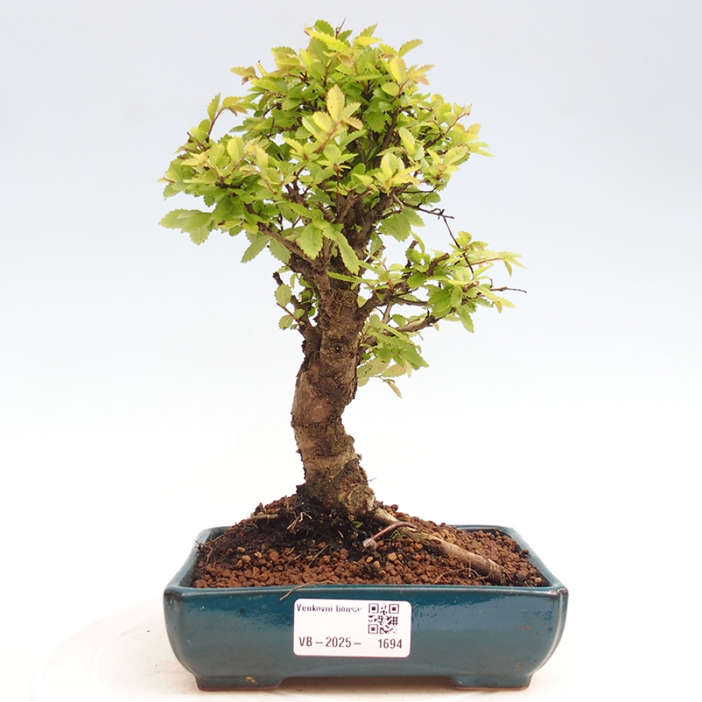 Kültéri bonsai - Zelkova - Zelkova NIRE
