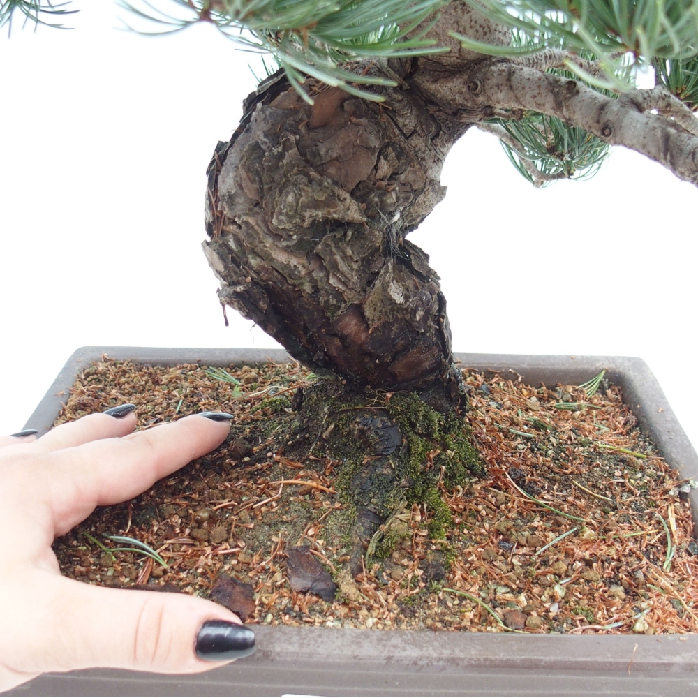 Kültéri bonsai - Pinus parviflora - Pinus parviflora