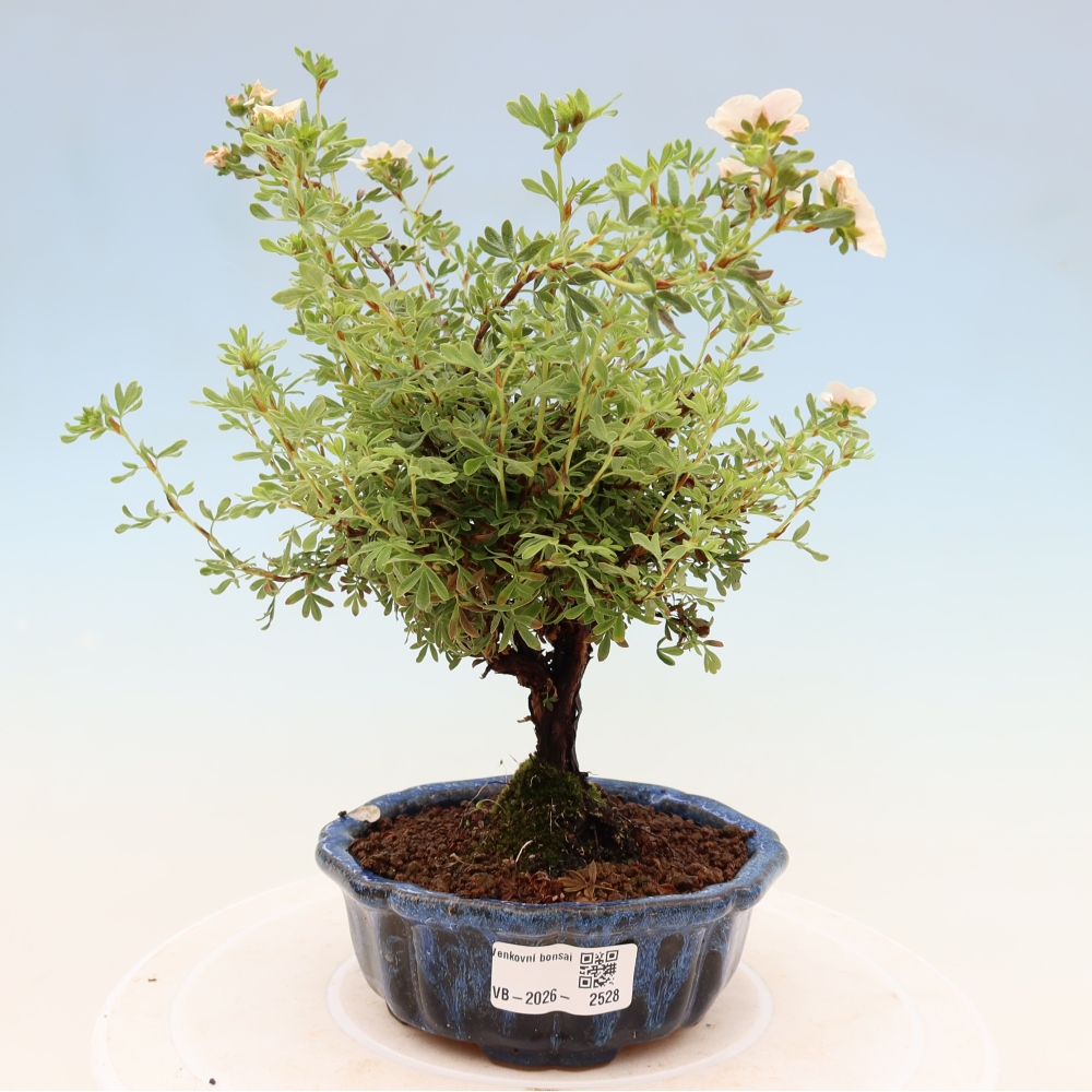 Kültéri bonsai - Potentila fruticosa