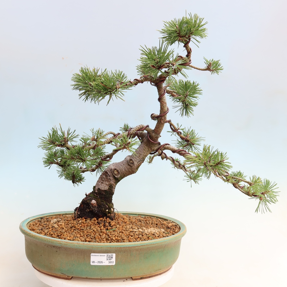 Kültéri bonsai – Pinus mugo Humpy – Törpefenyő