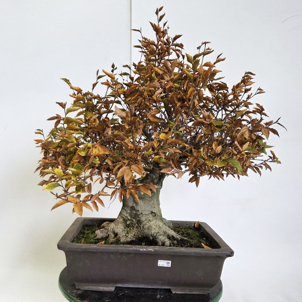Kültéri bonsai - Fagus crenata
