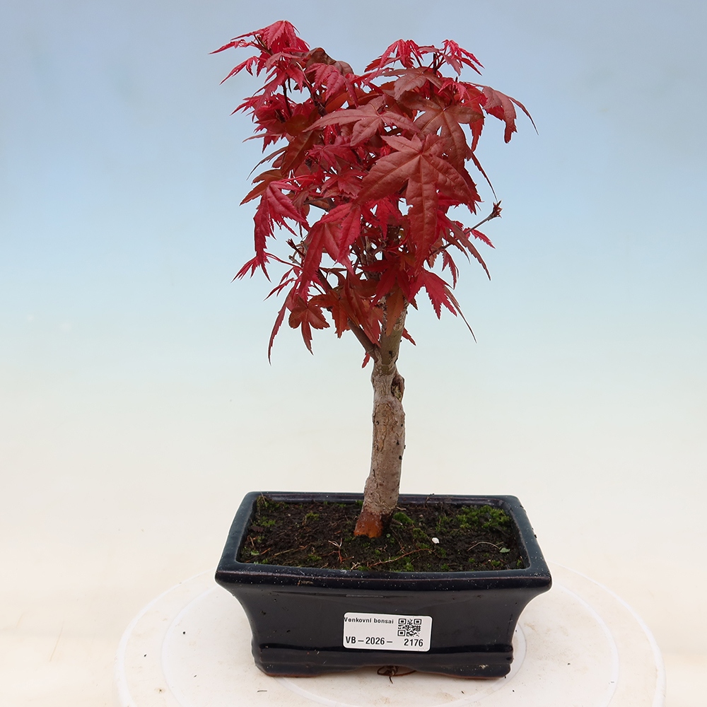 Kültéri bonsai - Acer palmatum DESHOJO