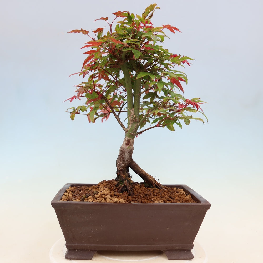 Juhar - Acer palmatum Beni Tsukasa