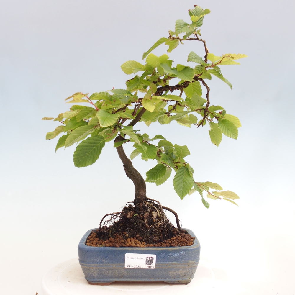 Kültéri bonsai - gyertyán - Carpinus betulus