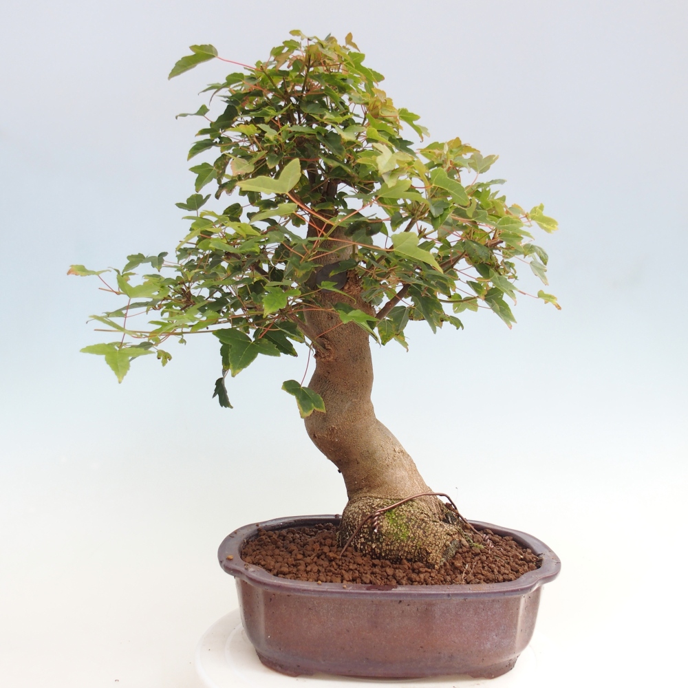 Kültéri bonsai - Acer Buergerianum - Burger juhar
