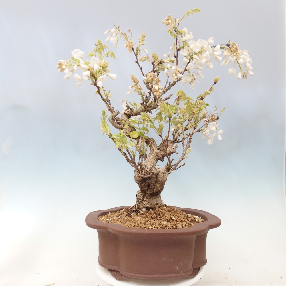 Kültéri bonsai - Vistaria - Wisteria