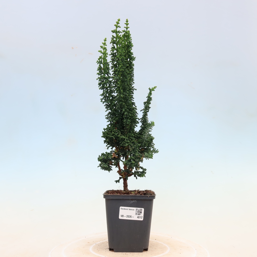 Kültéri bonsai - Cham. obtusa SEKKA HINOKI - Cifra ciprus