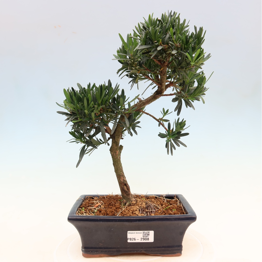 Szobai bonsai - Podocarpus - Kőtiszafa