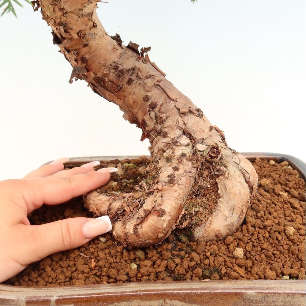 Szobai bonsai - Araucaria - szobai lucfenyő