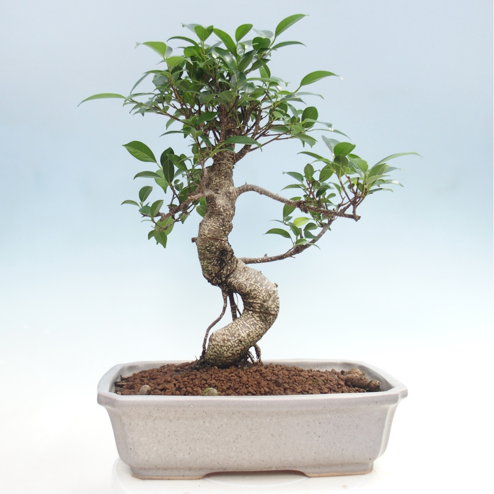 Szobai bonsai - Ficus kimmen - kislevelű fikusz