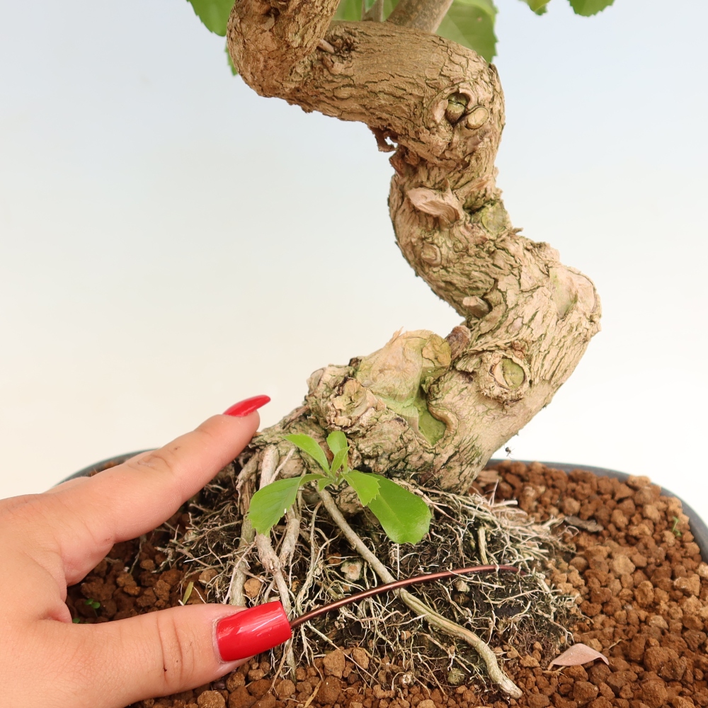 Szobai bonsai - Duranta erecta Aurea