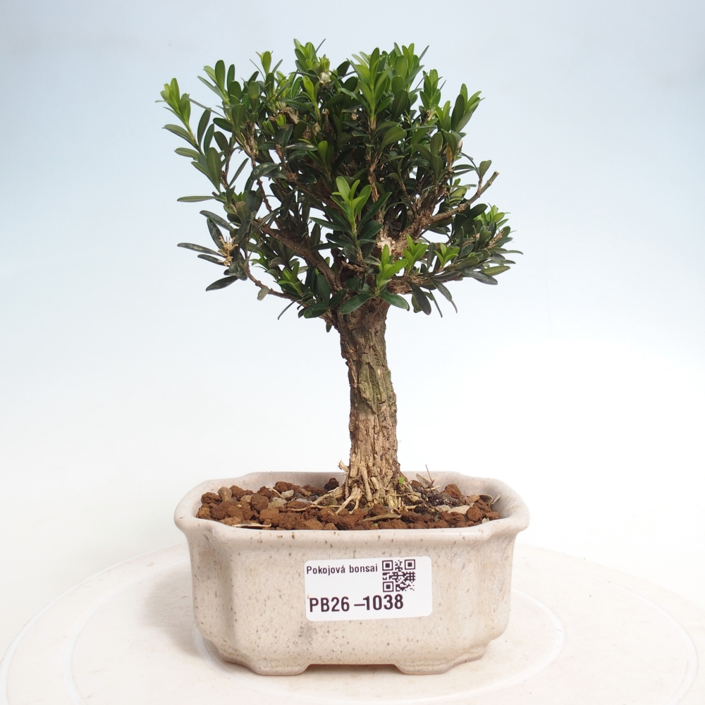 Szobai bonsai - Buxus harlandii - parafa buxus