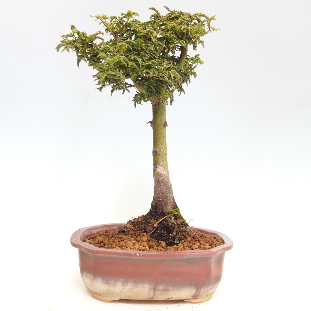 Kültéri bonsai -Javor pálma Acer palmatum Shishigashira