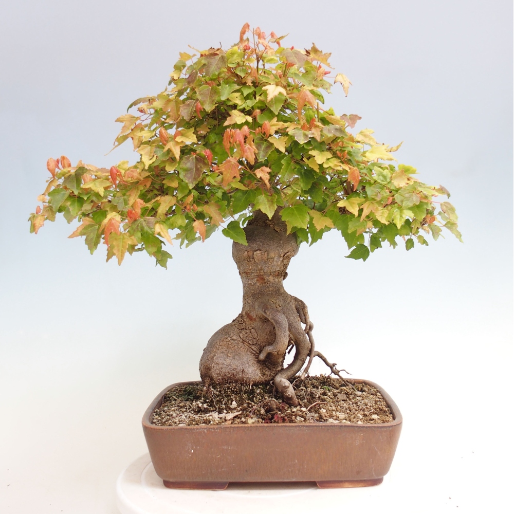 Kültéri bonsai - Acer Buergerianum - Burger juhar