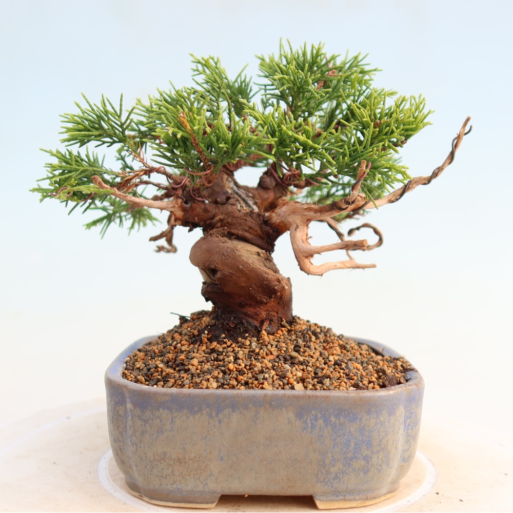 Kültéri bonsai - Juniperus chinensis Itoigawa