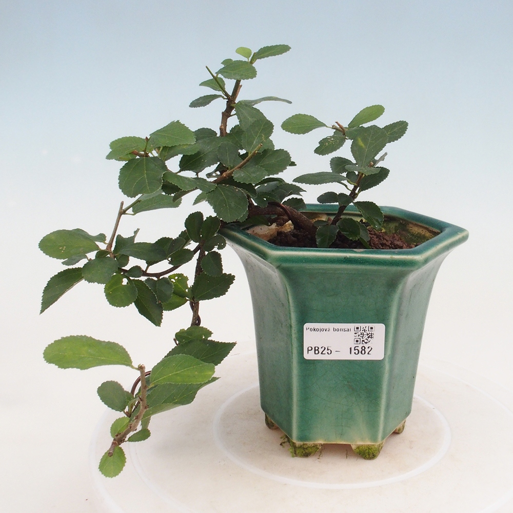 Beltéri bonsai - Grewia occidentalis - Levendula csillaghal