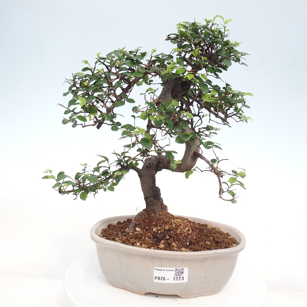 Szobai bonsai - Ulmus parvifolia - Kislevelű szilfa