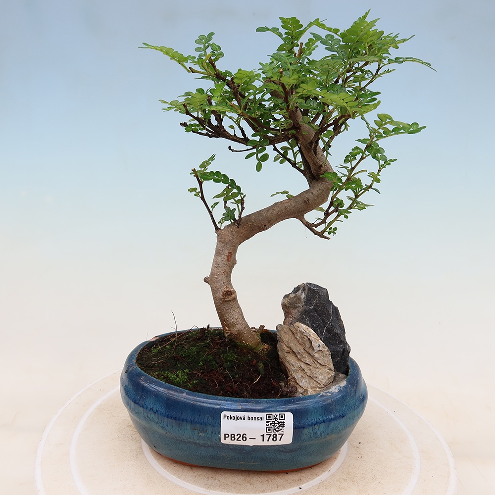 Szobai bonsai - Zantoxylum piperitum - borsfa