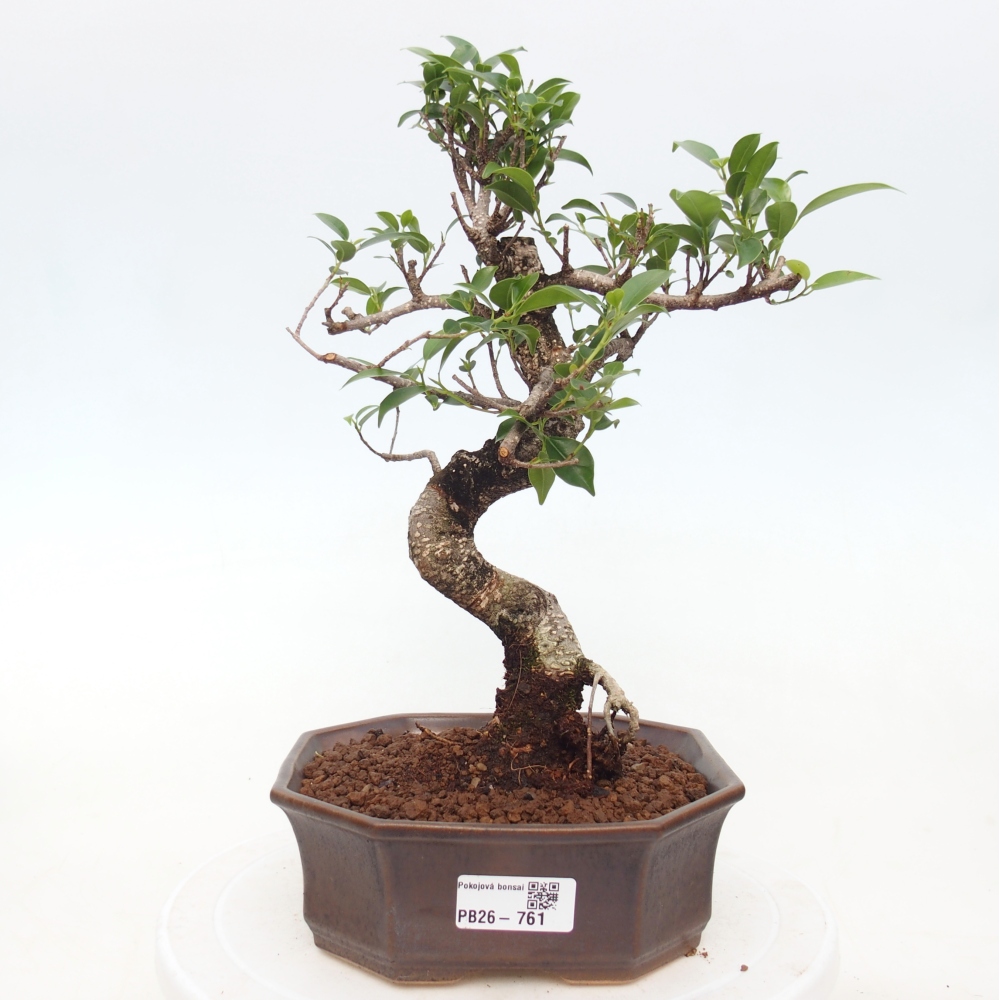 Szobai bonsai - Ficus retusa - kislevelű fikusz