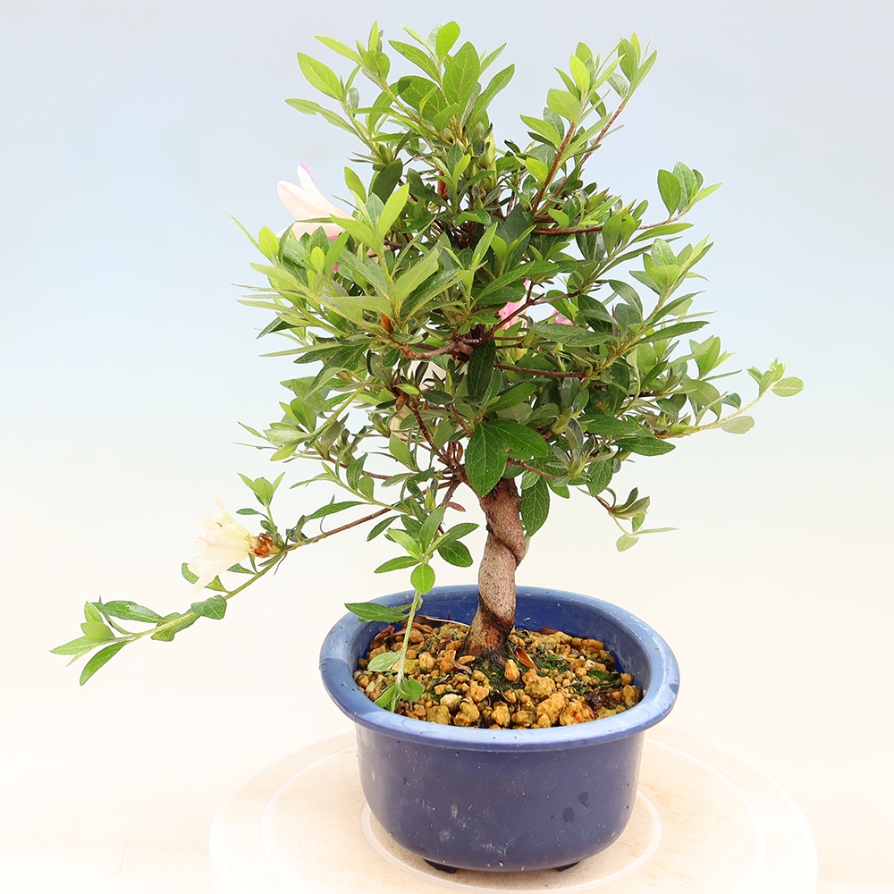 Kültéri bonsai - Japán azálea - Azálea kéz