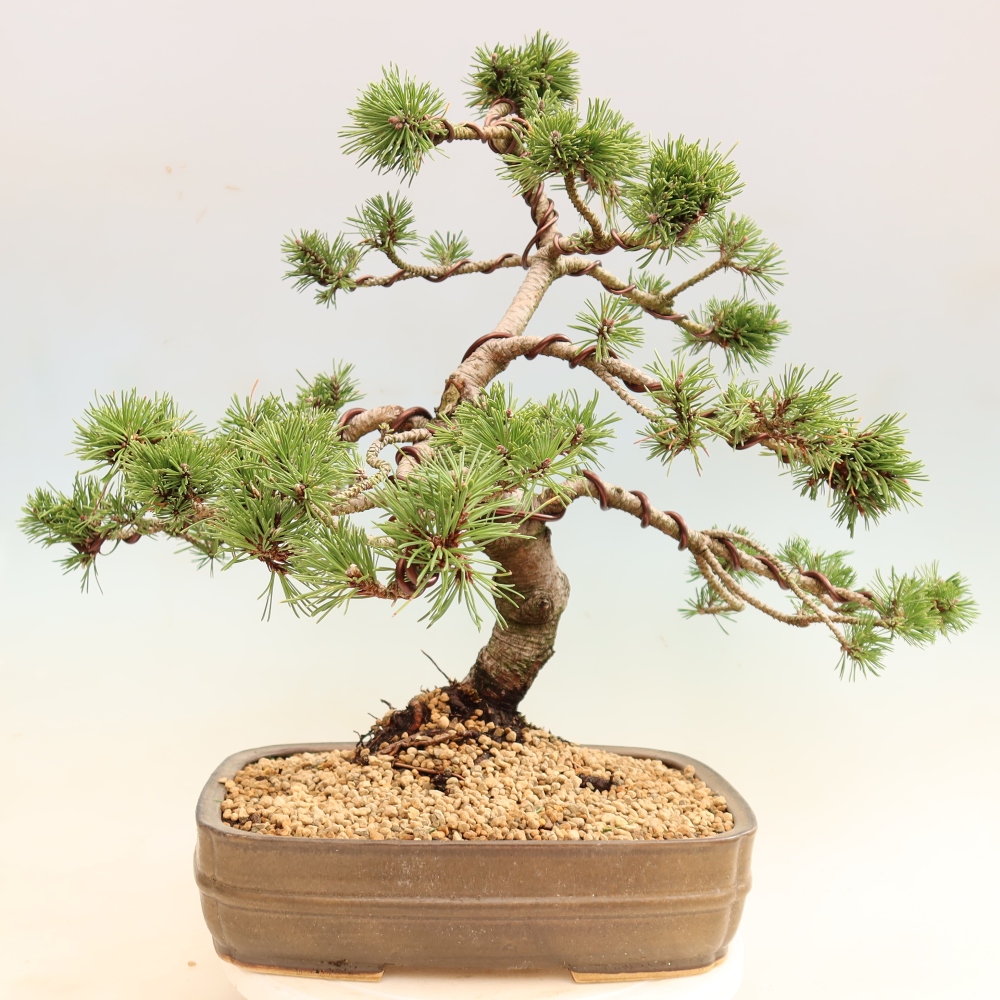Kültéri bonsai – Pinus mugo Humpy – Törpefenyő