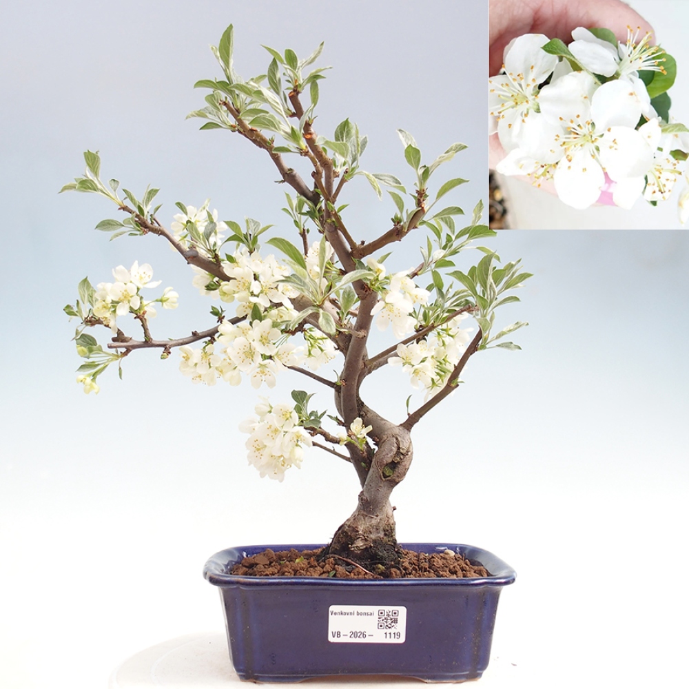 Kültéri bonsai - Malus sargentii - Kis gyümölcsű almafa