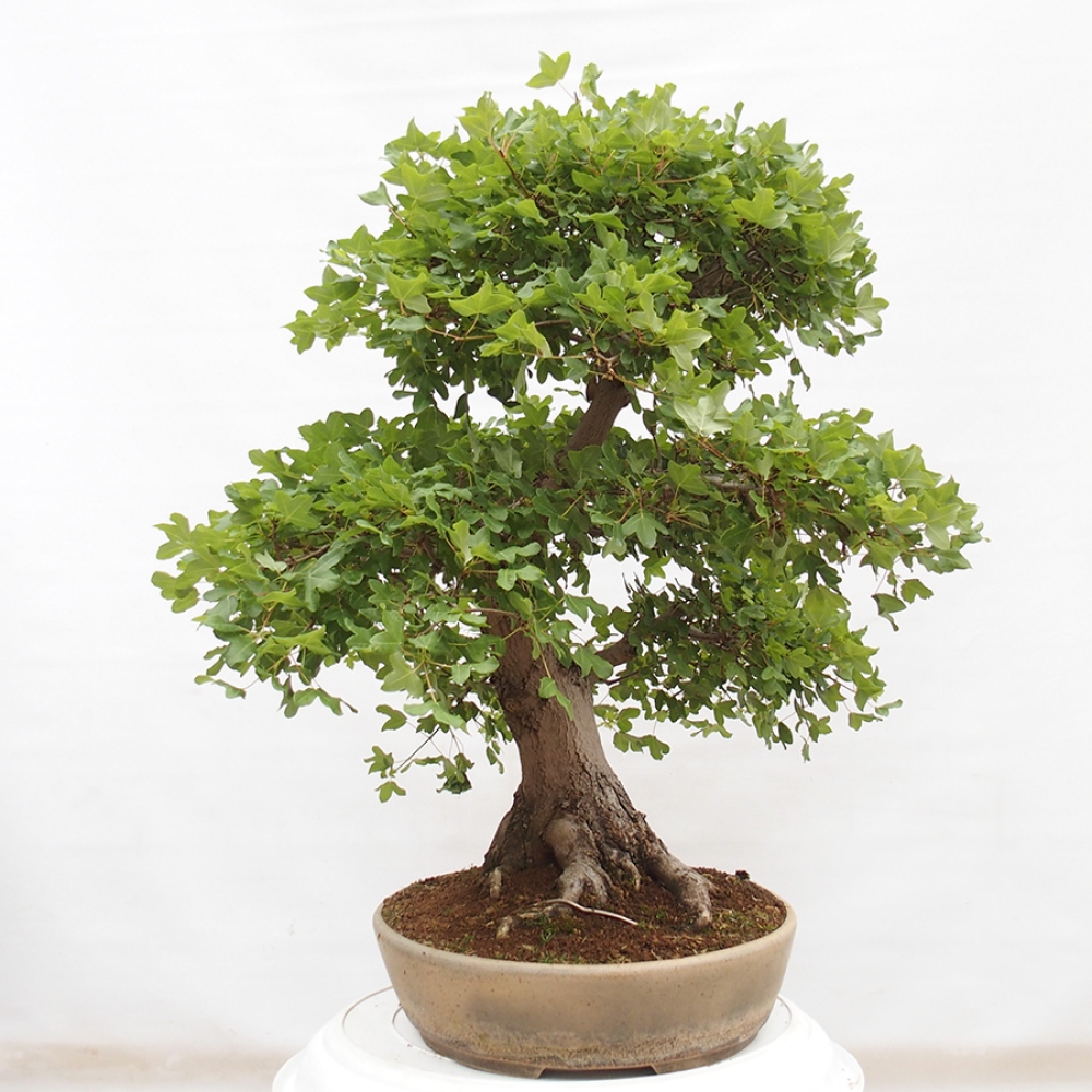 Kültéri bonsai - Francia juhar - Acer Nonspessulanum