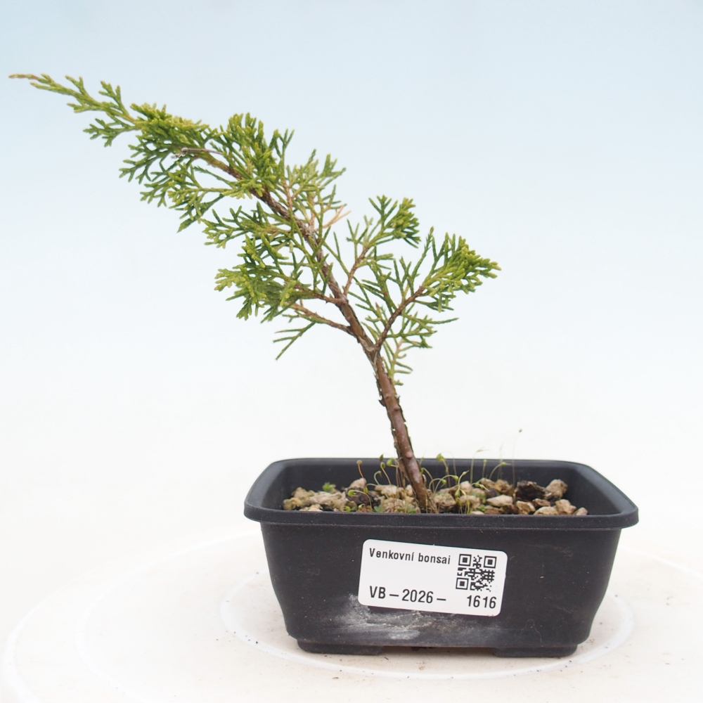 Kültéri bonsai - Juniperus chinensis Itoigawa