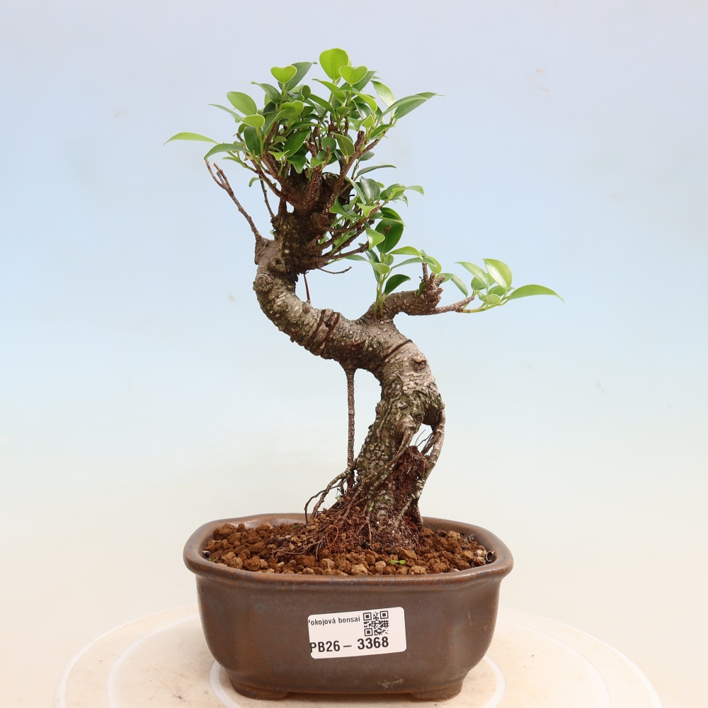 Szobai bonsai - Ficus kimmen - kislevelű fikusz