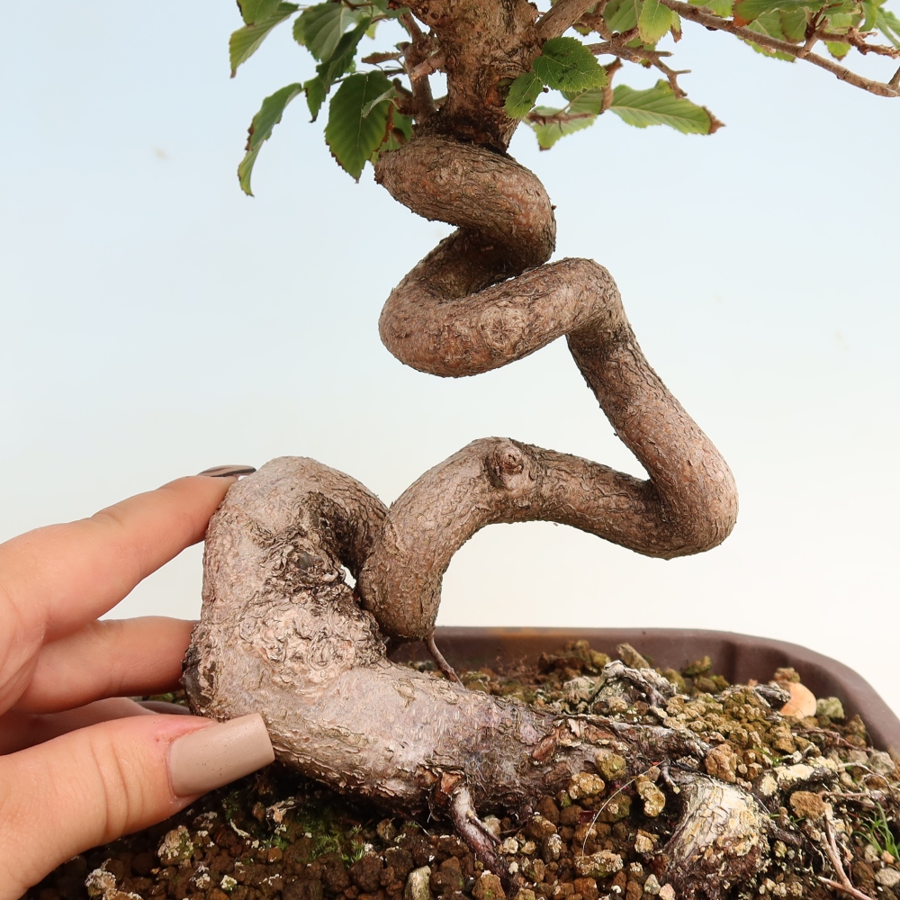 Kültéri bonsai -Carpinus CARPINOIDES - Koreai gyertyánfa