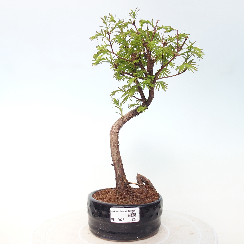 Kültéri bonsai - Metasequoia glyptostroboides - Kínai metasequoia