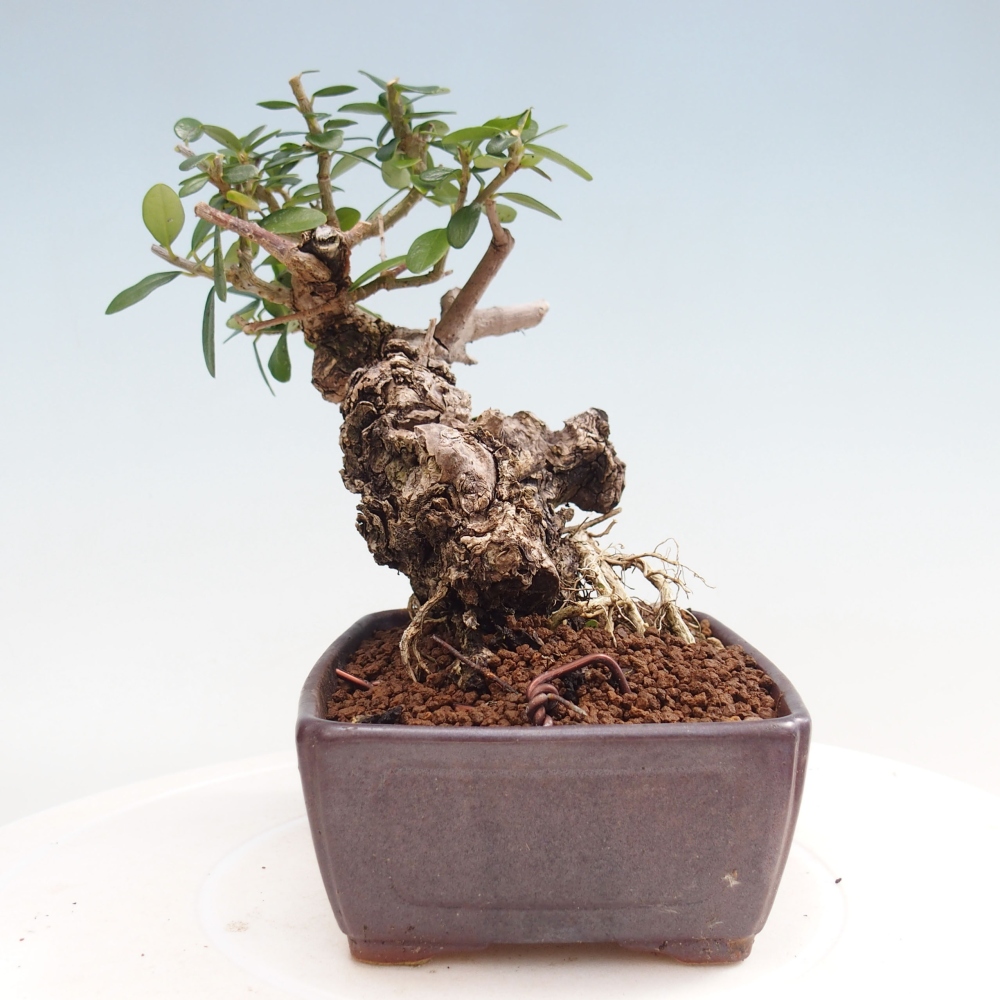 Beltéri bonsai - Olea europaea sylvestris