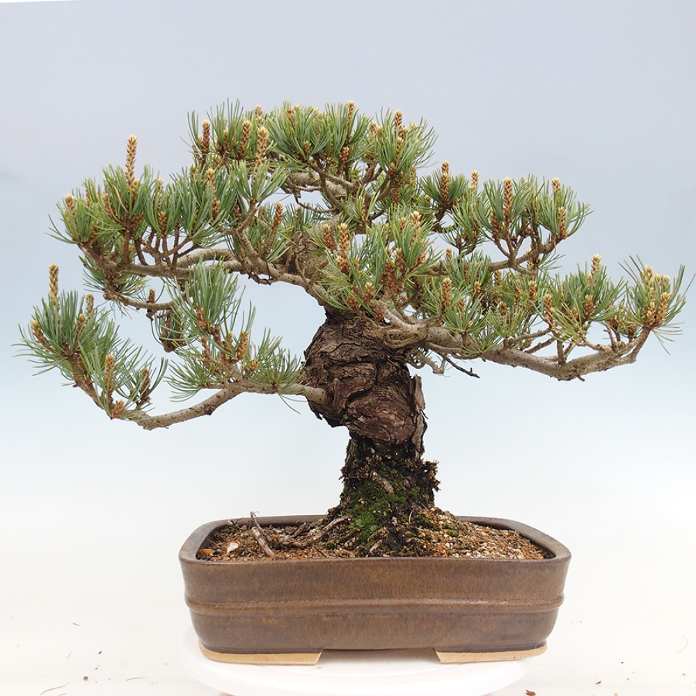 Kültéri bonsai - Pinus parviflora - Pinus parviflora