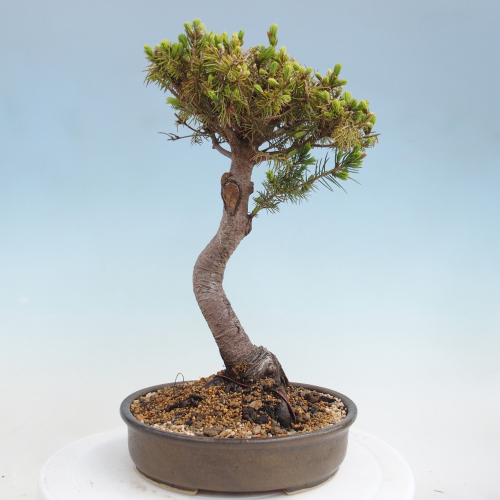 Kültéri bonsai - lucfenyő - Picea glauca globe