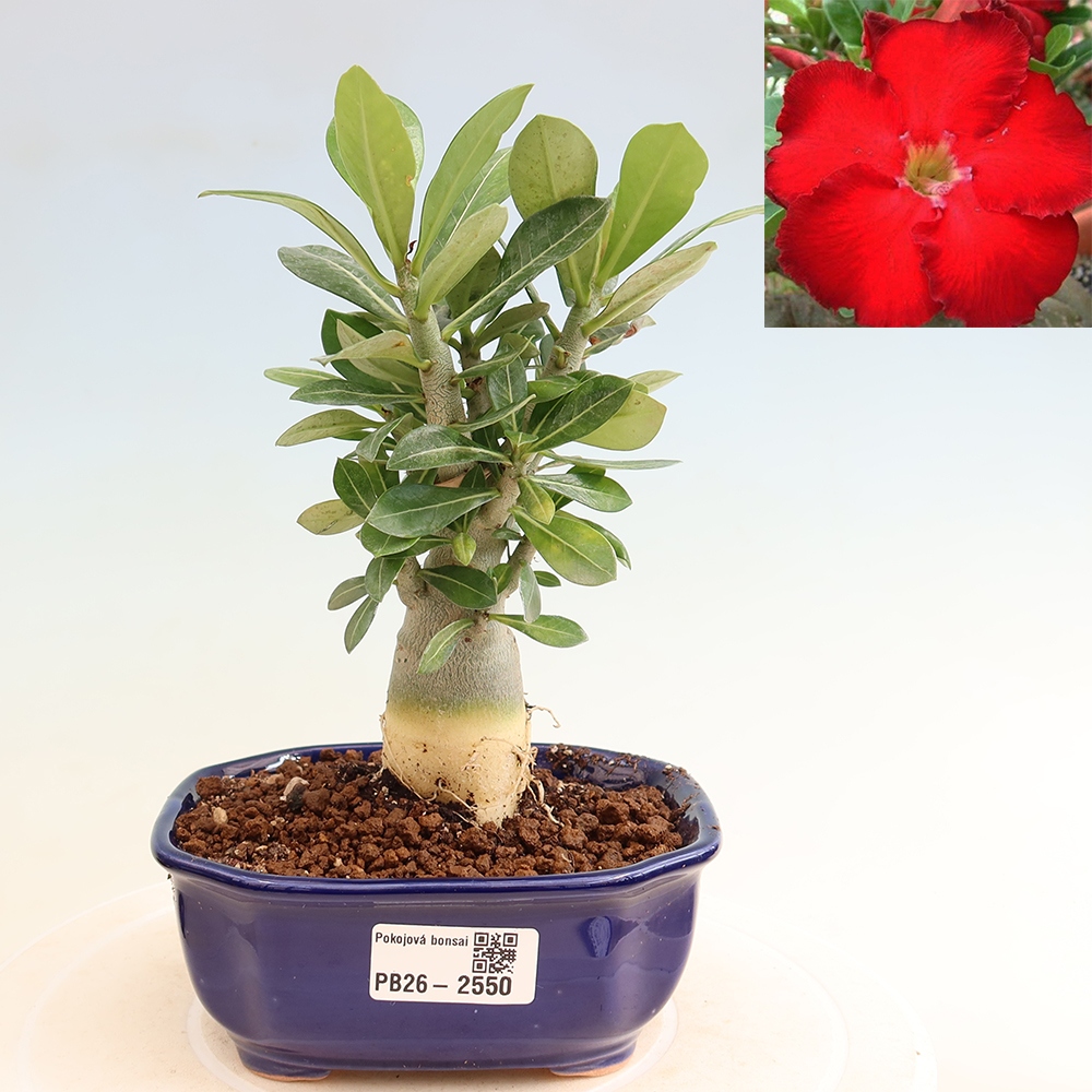 Szobabonsai – Adenium obesum Red Star – Sivatagi rózsa