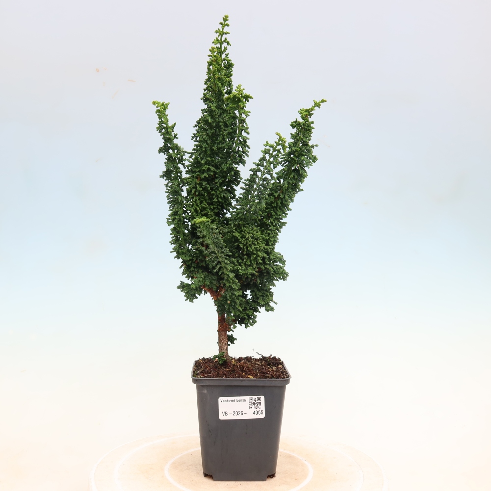 Kültéri bonsai - Cham. obtusa SEKKA HINOKI - Cifra ciprus