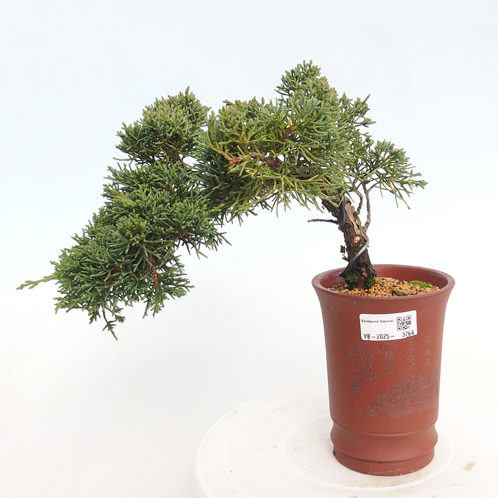 Kültéri bonsai - Juniperus chinensis Kishu