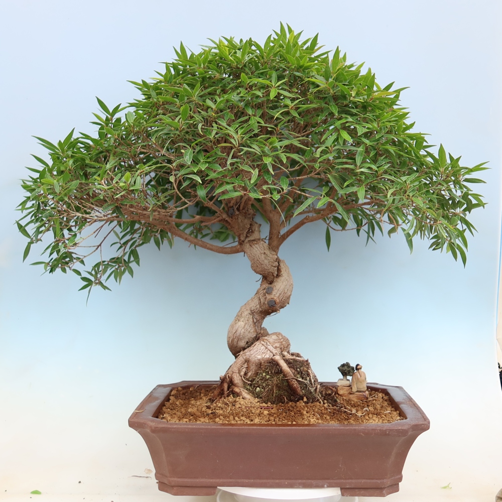 Szobai bonsai - Ficus nerifolia - kislevelű fikusz
